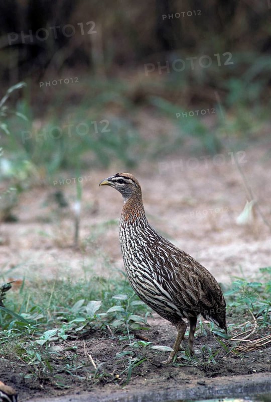 Double-spurred spurfowl