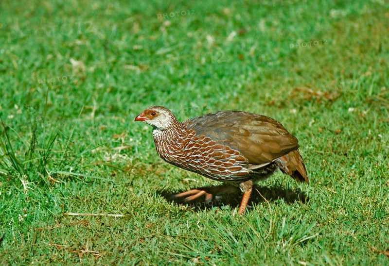 Jackson's Francolin