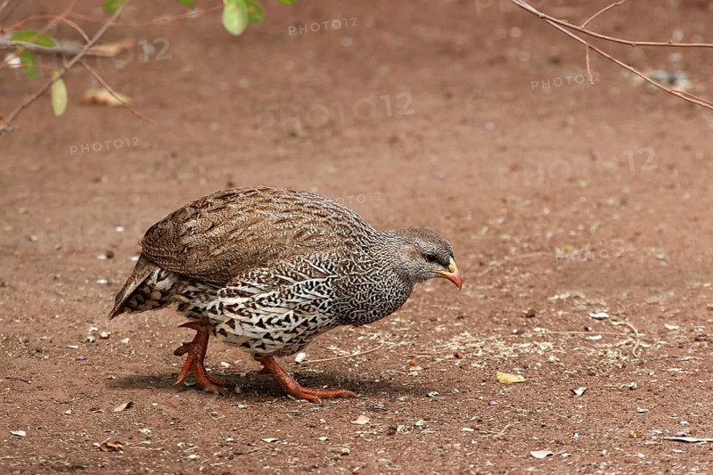 Natal natal spurfowl