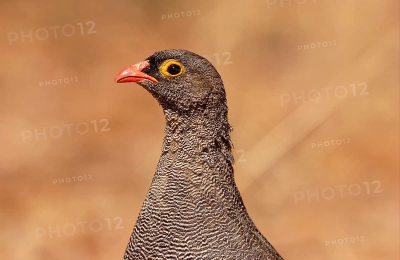 Red-billed spurfowl
