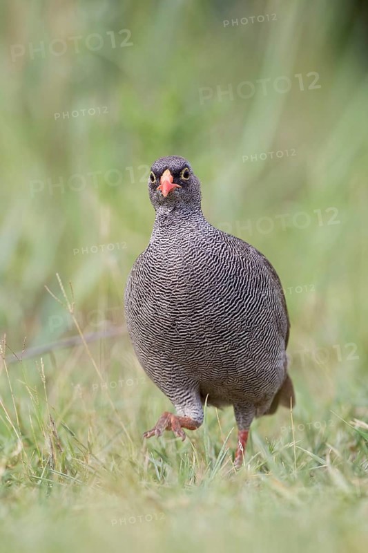 Red-billed spurfowl
