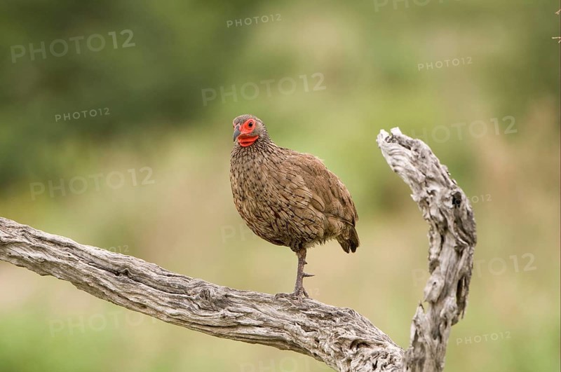Swainson's swainson's spurfowl