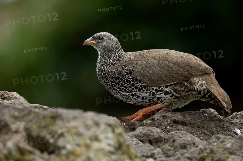 Hildebrandt's francolin