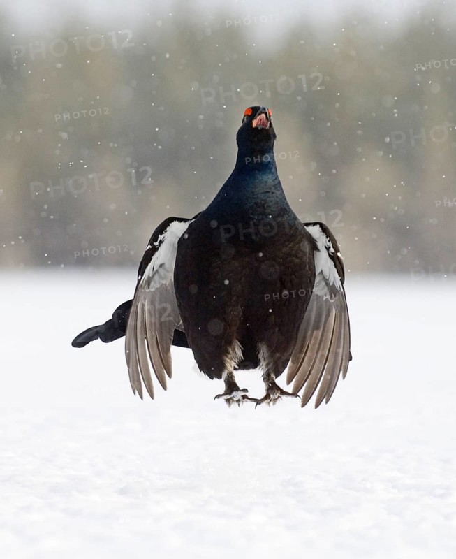 Black grouse