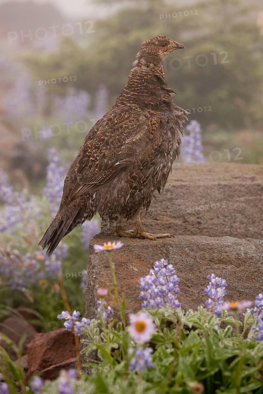 Blue Grouse