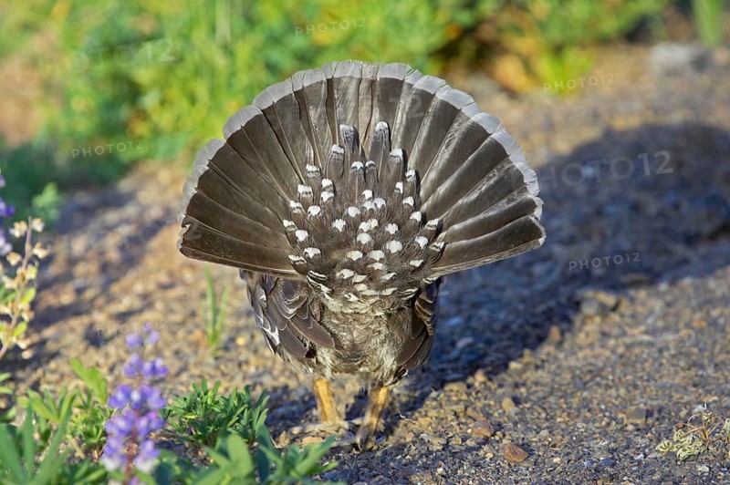 Dusky grouse