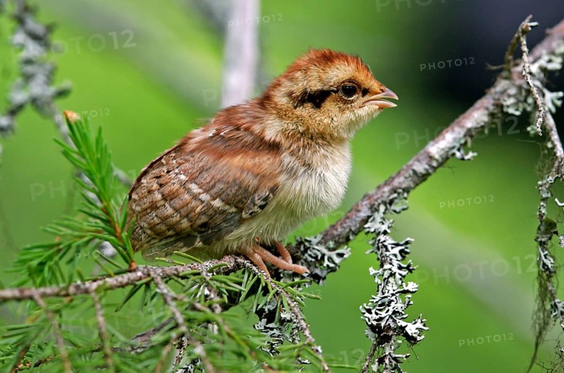 Hazel grouse