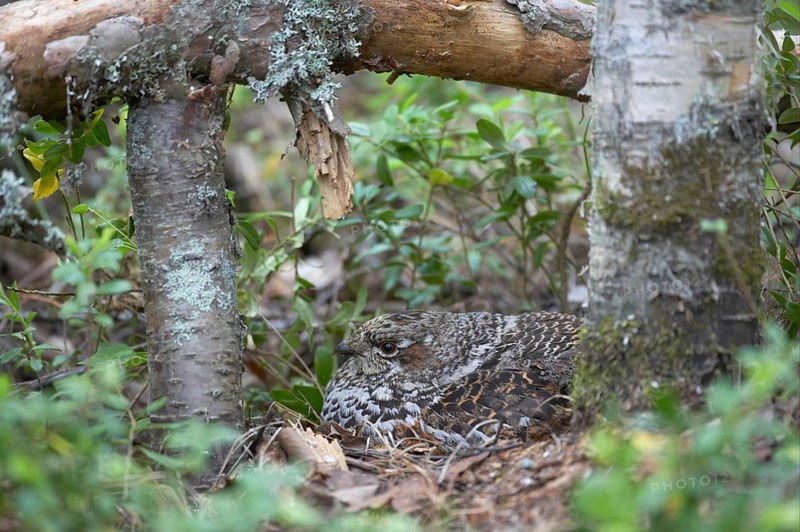 Hazel grouse