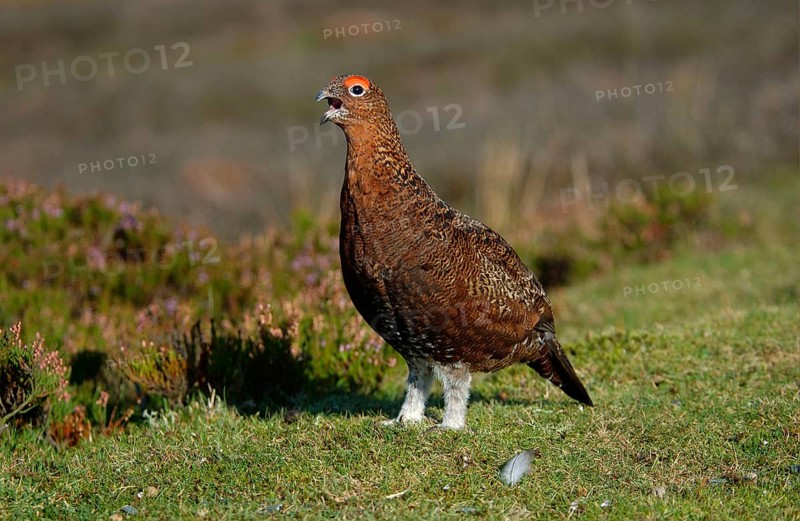 Red Grouse