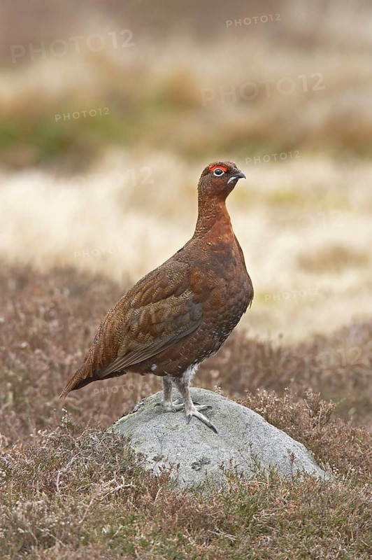 Red grouses