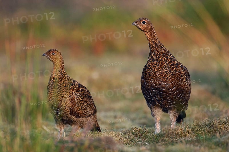 Scottish Grouse