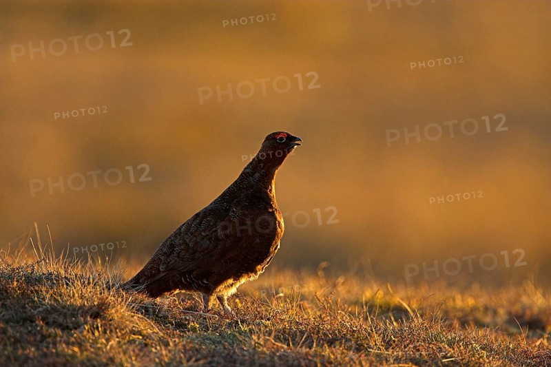 Scottish Grouse