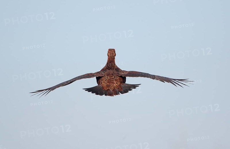 Scottish Grouse