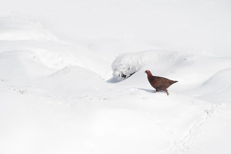 Scottish Grouse