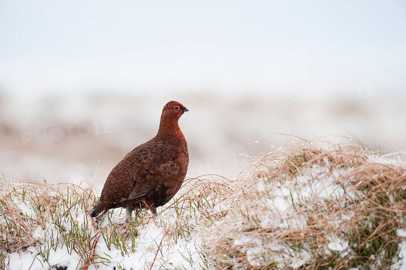 Scottish Grouse