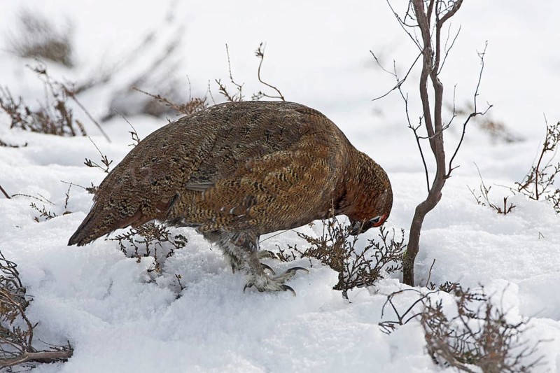 Scottish Grouse