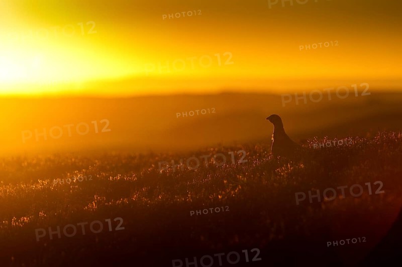 Red Grouse
