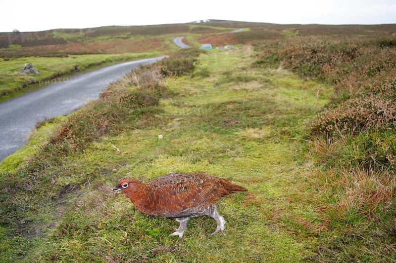 Scottish Grouse
