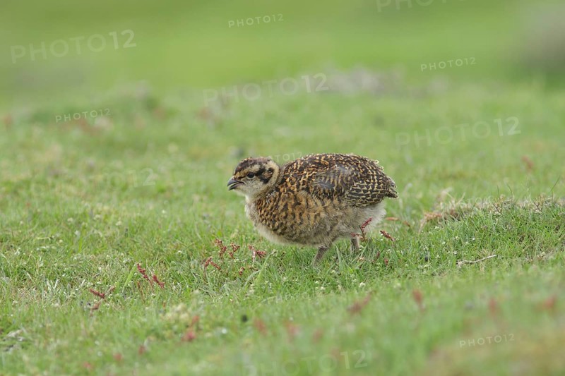Scottish Grouse