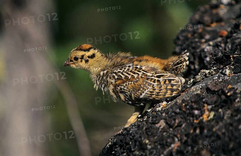 Spruce Grouse