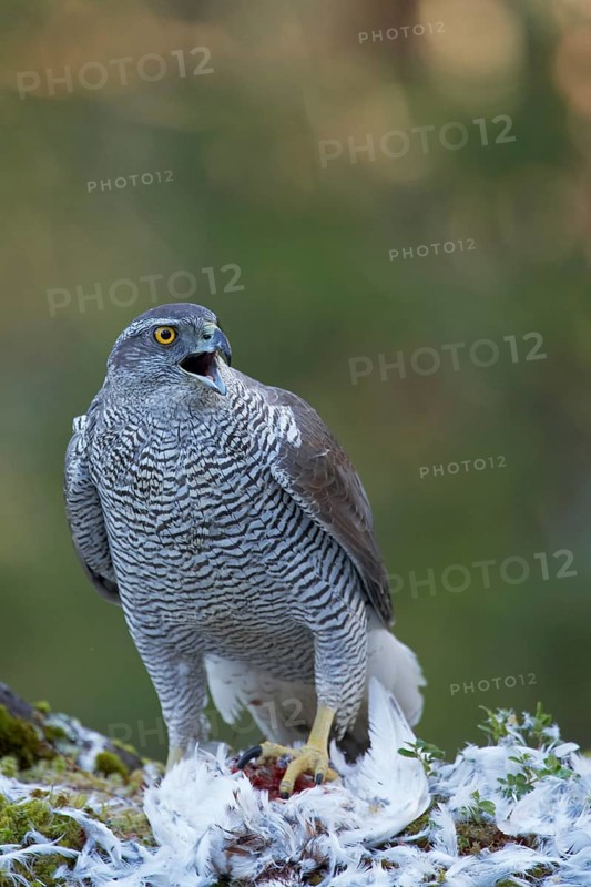 Northern northern goshawk