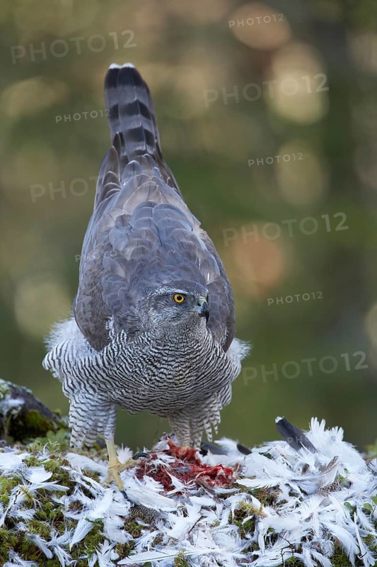 Northern northern goshawk