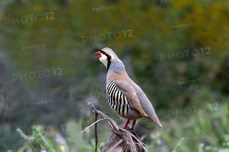 Chukar partridges