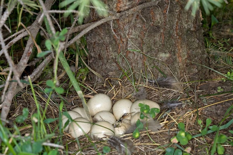 Chukar Partridge