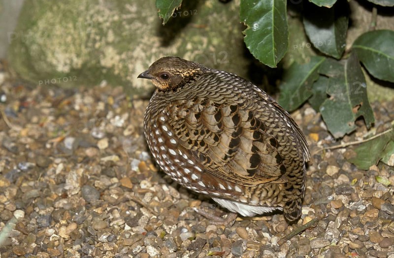 Wood Partridge