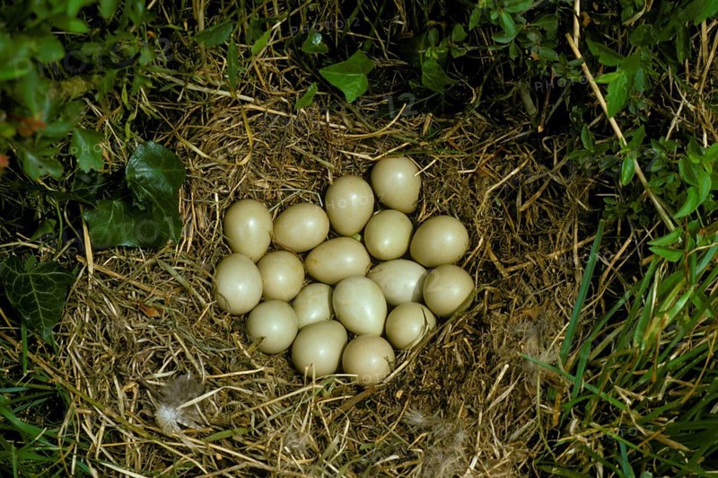 Partridge