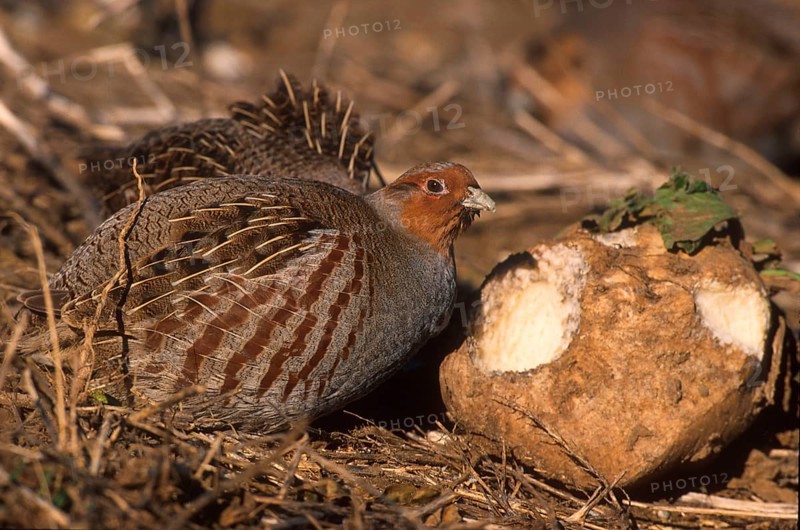 Partridge