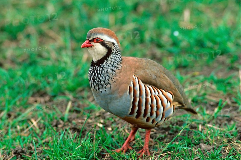 Red-legged partridges