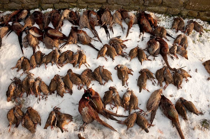 Red-legged partridge