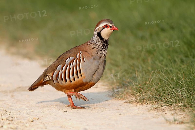 Red-legged partridges