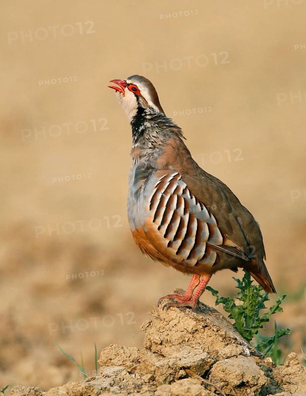 Red-legged partridge