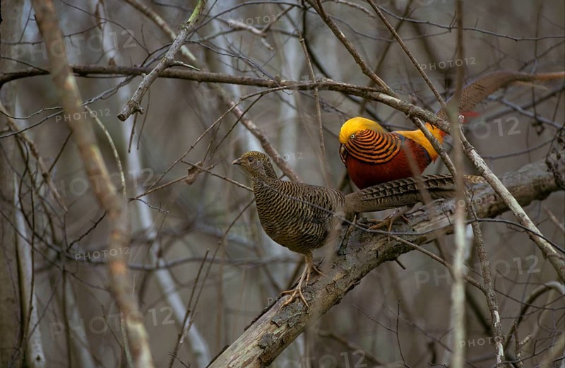 Golden pheasant