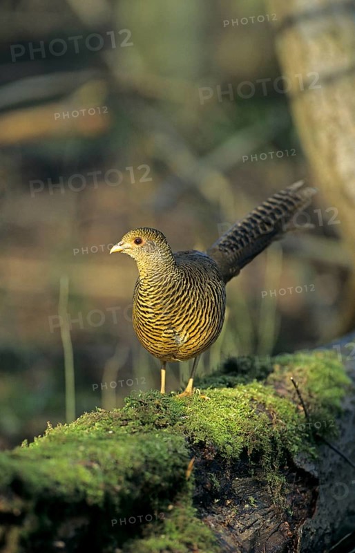 Golden pheasant