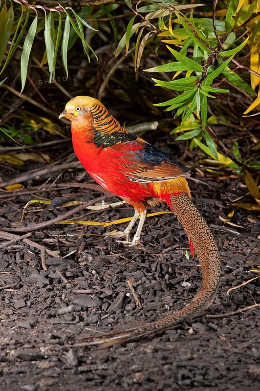 Golden pheasant