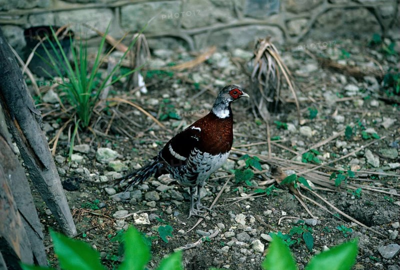 Elliotic elliot's pheasant