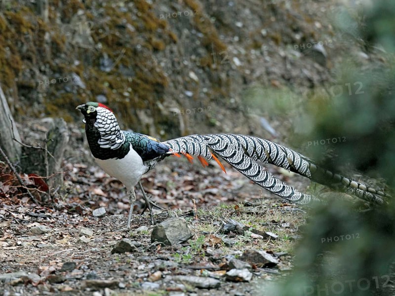 Lady Amherst's lady amherst's pheasant