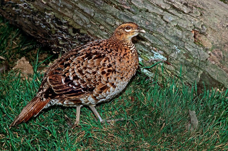 Copper Pheasant