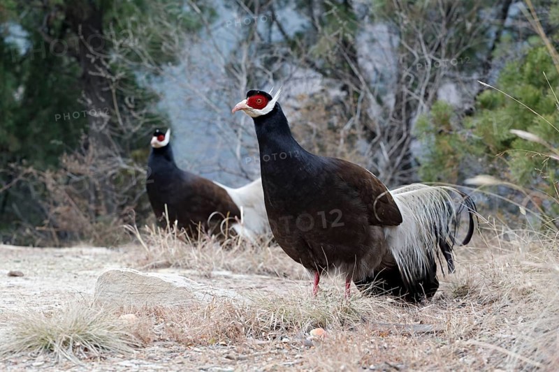 Brown Eared-pheasant