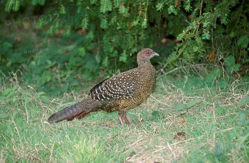 Swinhoe's swinhoe's pheasant