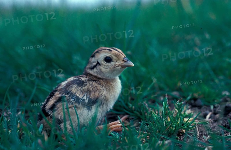 Hunting Pheasant