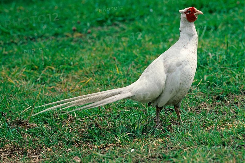 Hunting Pheasant
