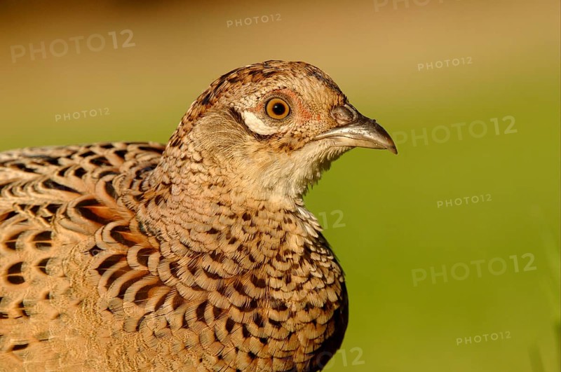 Common pheasant