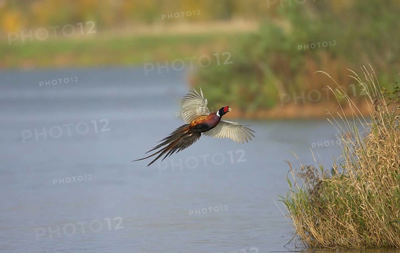 Common pheasant