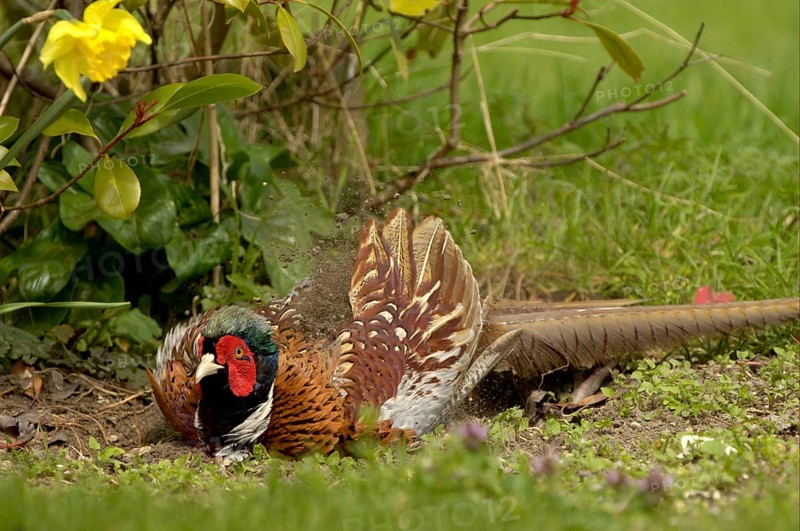 Hunting Pheasant