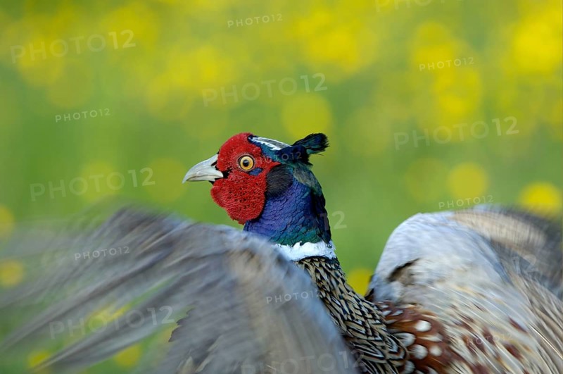 Common pheasant