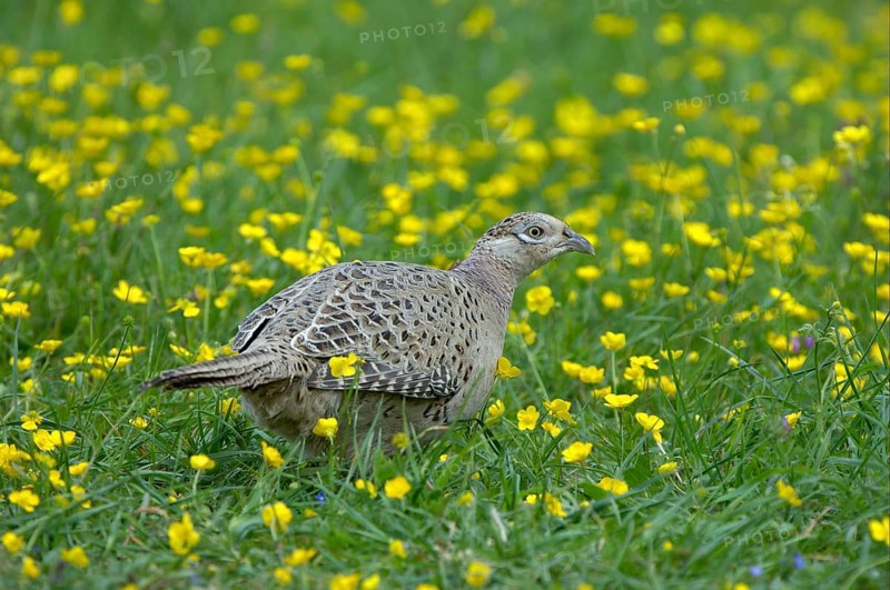 Common Pheasant